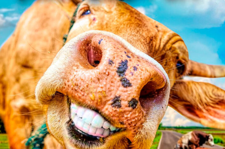 "Cabrón Bien Cabrón" el nuevo clásico urbano